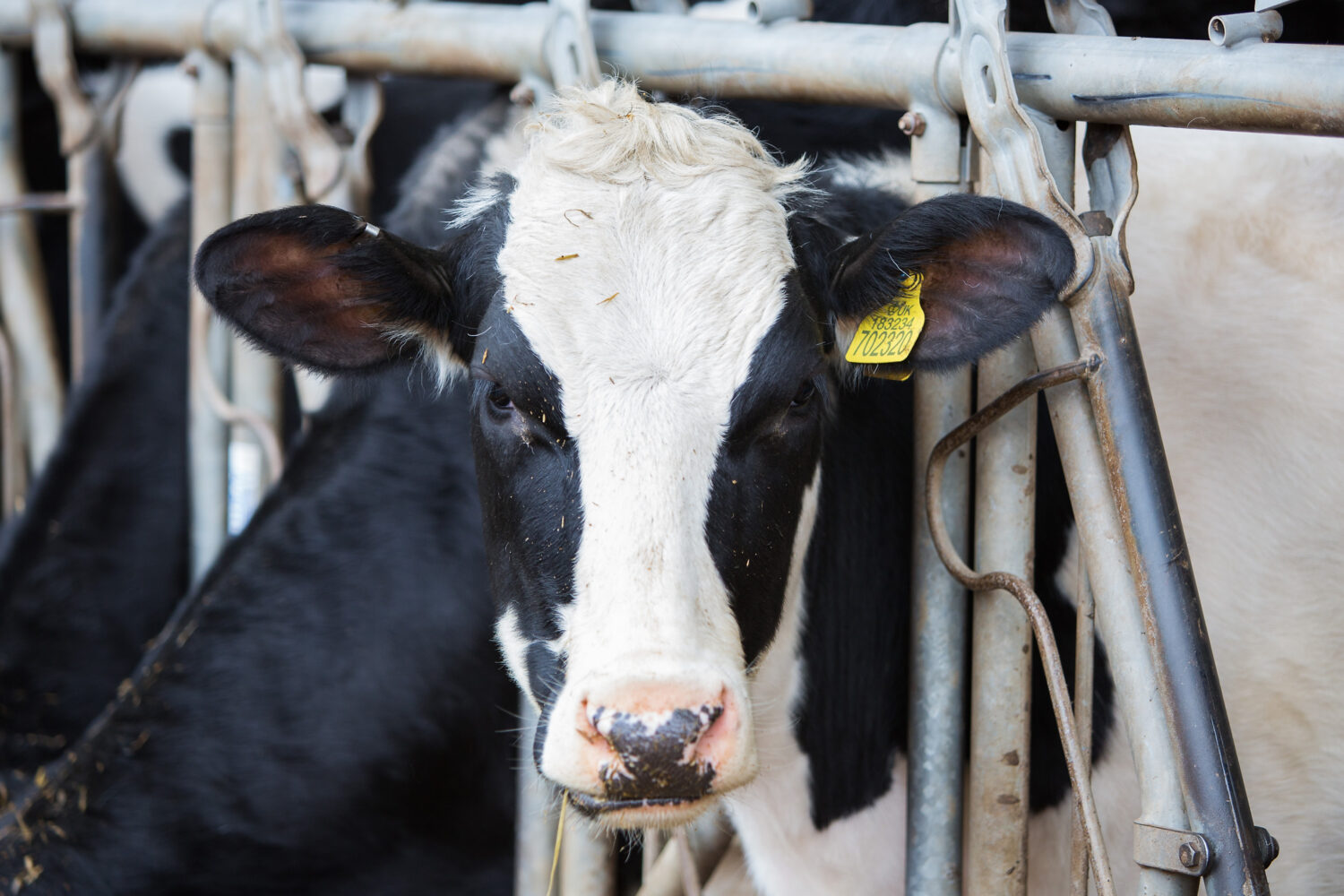 Cow looking at camera