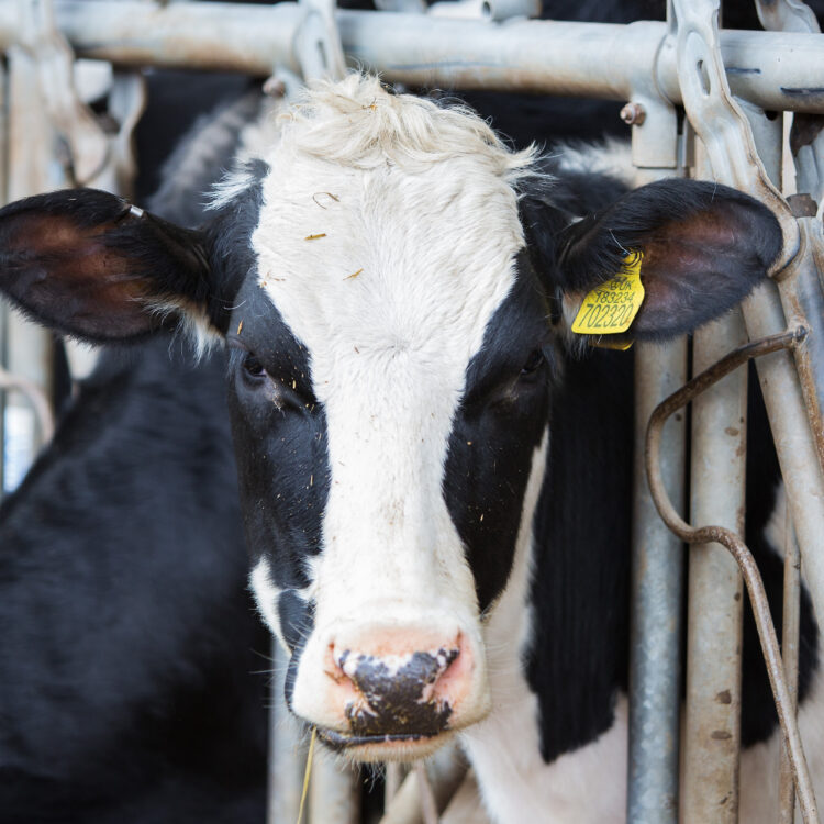 Are cows still heat stressed?