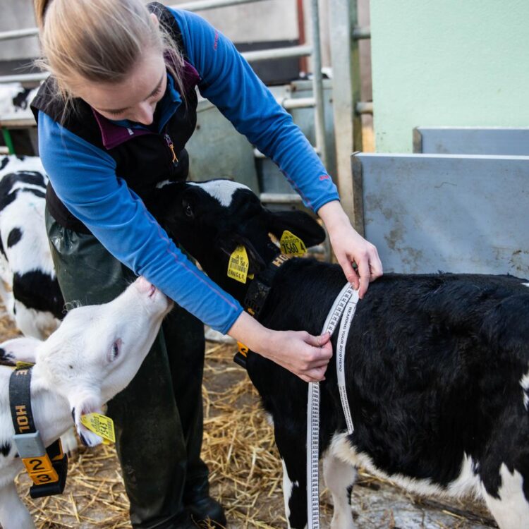 Supporting gut health, productivity and profitability