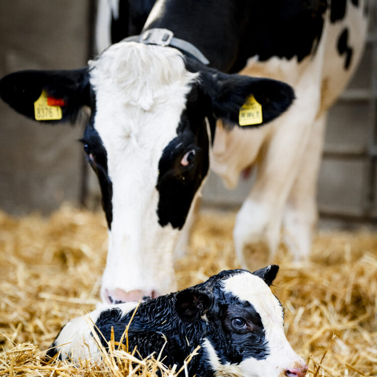 Spring Calving: Optimising Dairy Cow Transition for Better Health & Performance