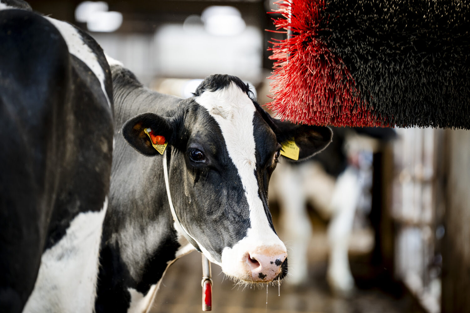 Cows head near cow brush