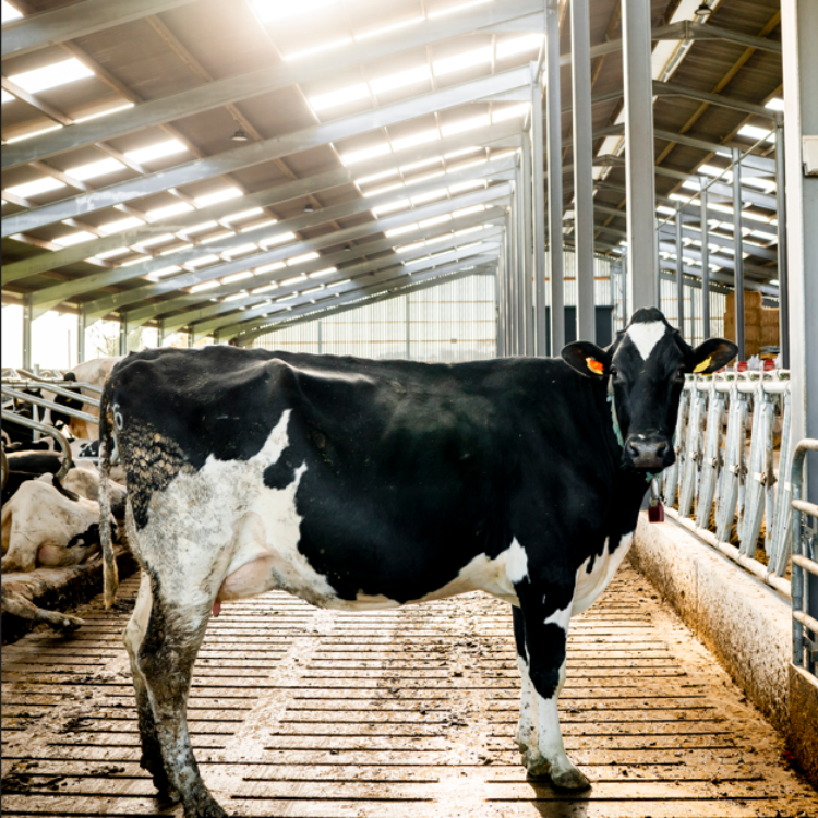 How Maximising Litres Can Affect Gut Health