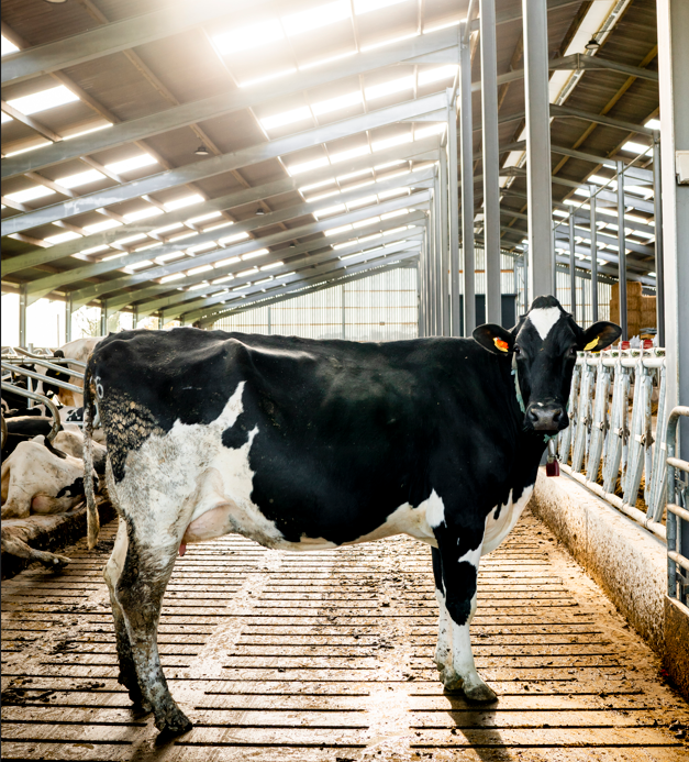 Cow standing sideways looking at camera