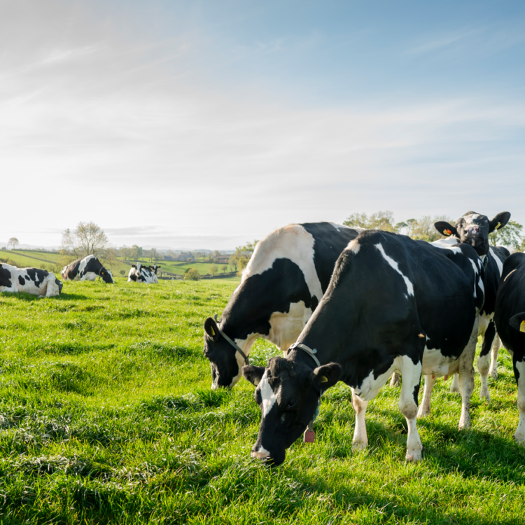 Top Tips for Turnout