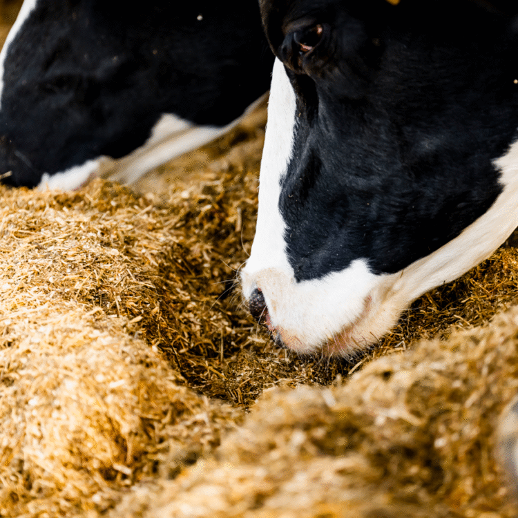 Getting ahead this season: maximise silage potential