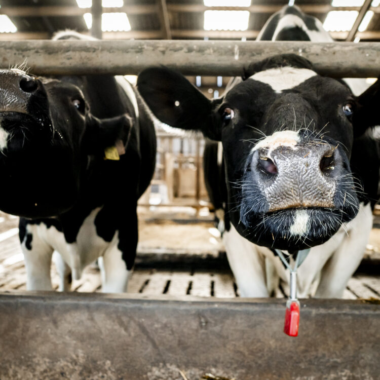 Boost Milk Yield & Profitability with Rumen-Protected Amino Acids