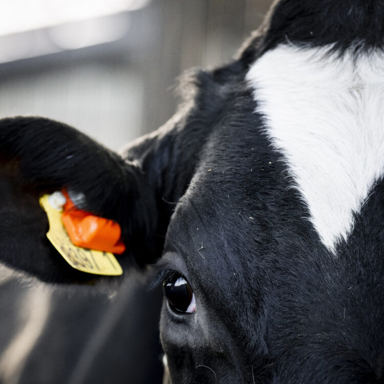 Mycotoxins in Maize: What You Need to Know This Season